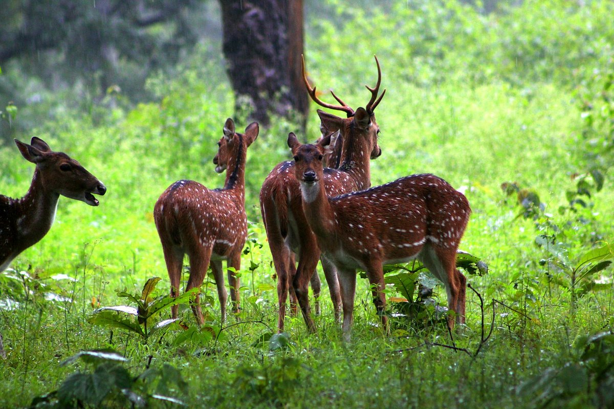 Nagarhole National Park